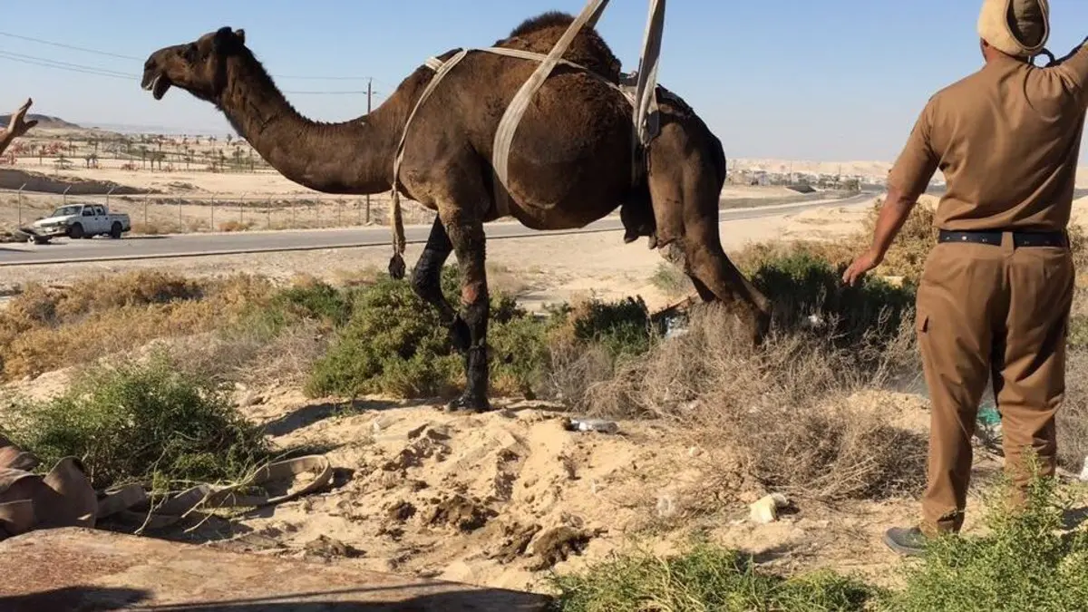 بالفيديو انزلاق جمل وسقوط راكبه على الأرض