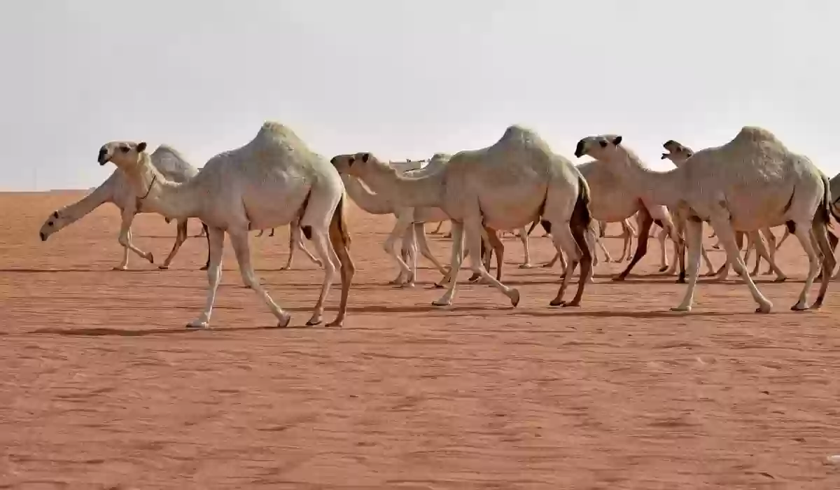 المزاد الأول من نوعه في قطر على هذه الفئة من الحيوانات.